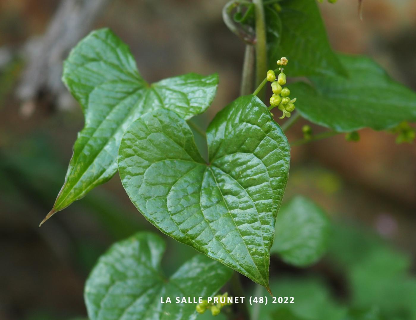 Bryony, Black leaf